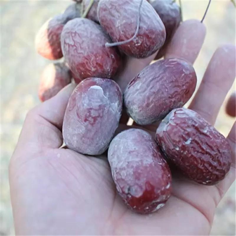 鏂扮枂骞叉灉鍝佺澶у叏,鐤嗗師骞叉灉