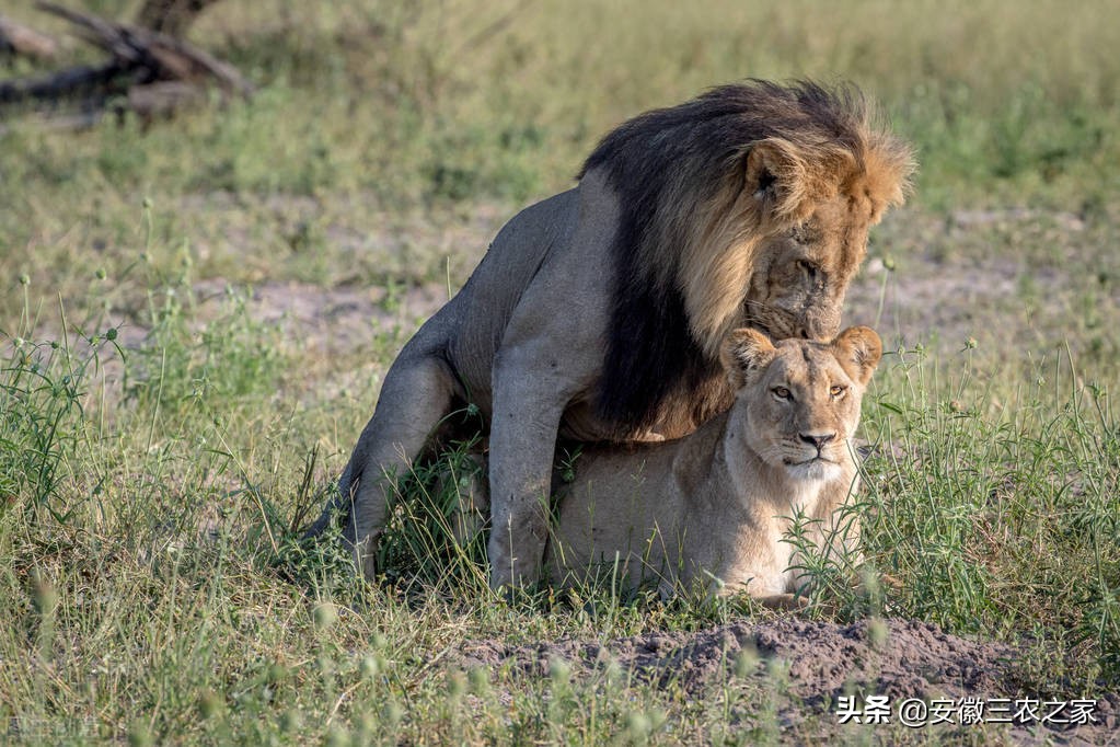 动物的共生关系还有哪些,动物的共生关系是天生的