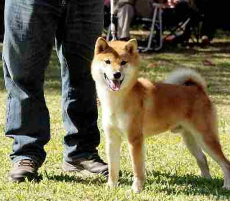 狗狗攻击自救的方法,狗狗老是攻击女主人