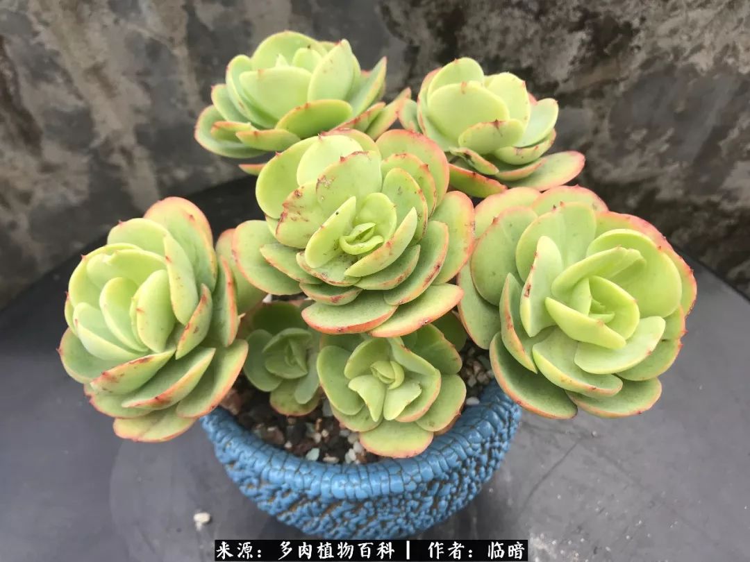 多肉带给我的感情,多肉给人们带什么作用