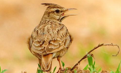 百灵鸟怎么喂才大叫,百灵鸟为什么要鸣叫
