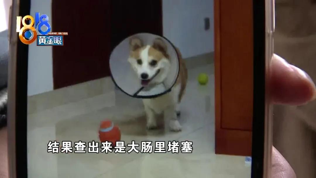 柯基犬突然呕吐是什么原因,柯基犬呕吐拉血是什么原因
