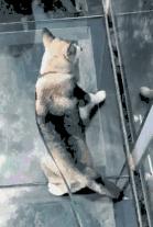 腿膝酸软无力腿寒,有时候腿发软身体无力