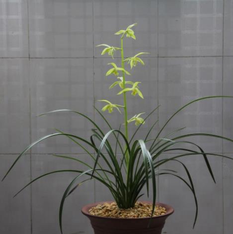 蕙兰莲瓣兰春剑的关系,春兰春剑和蕙兰哪个名贵