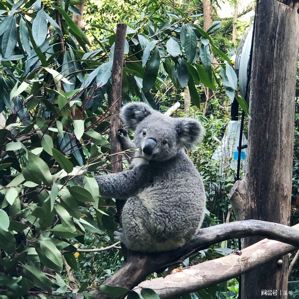 打卡国内热门榜1亲子游--广州长隆旅行攻略附带震撼价格！