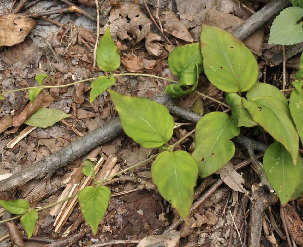 种植牡丹需要注意事项,栽种牡丹使用什么土好