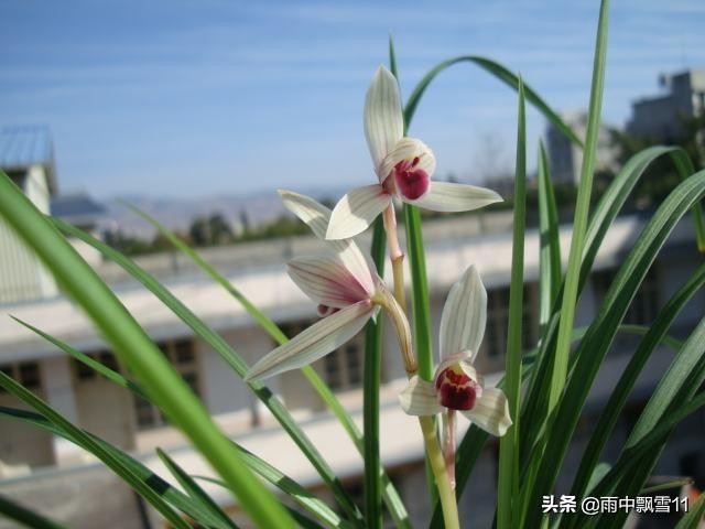 兰花怎么养才能茂盛开花,兰花怎么养才能旺盛开花多