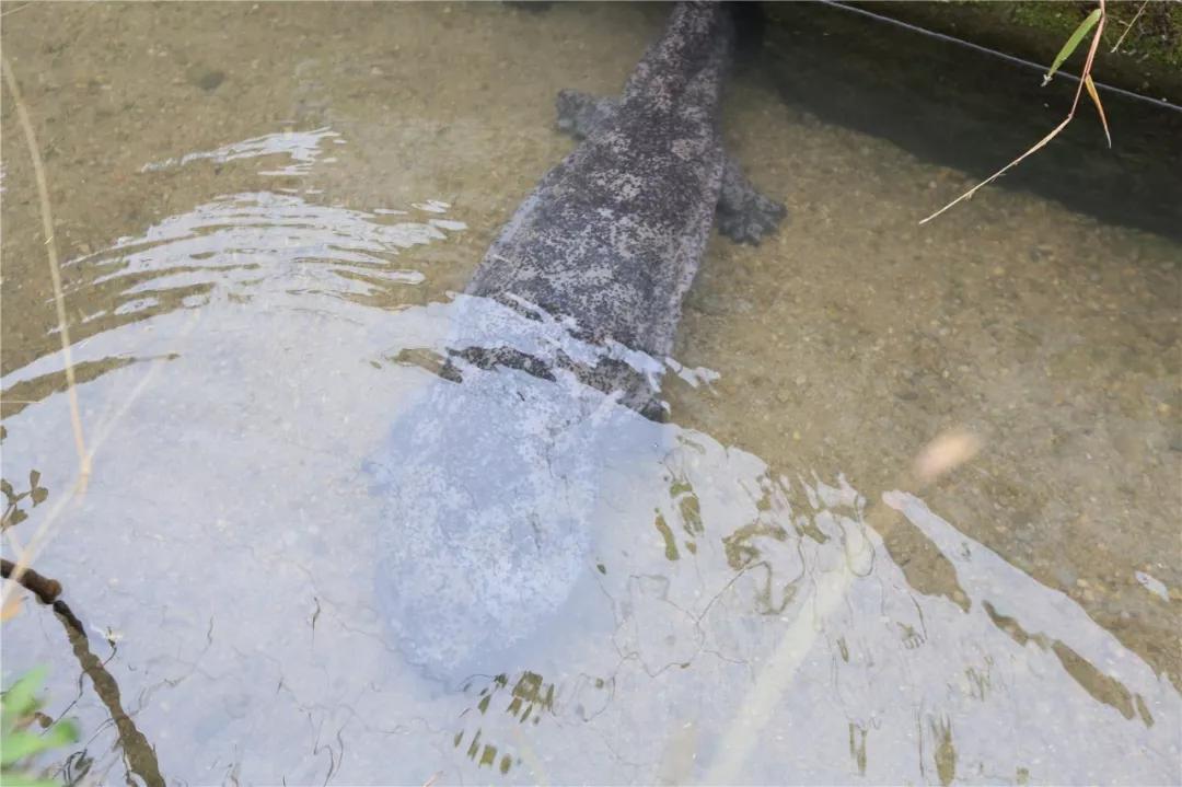 惊艳！乐清这里竟藏一处鲜有人至的世外桃源