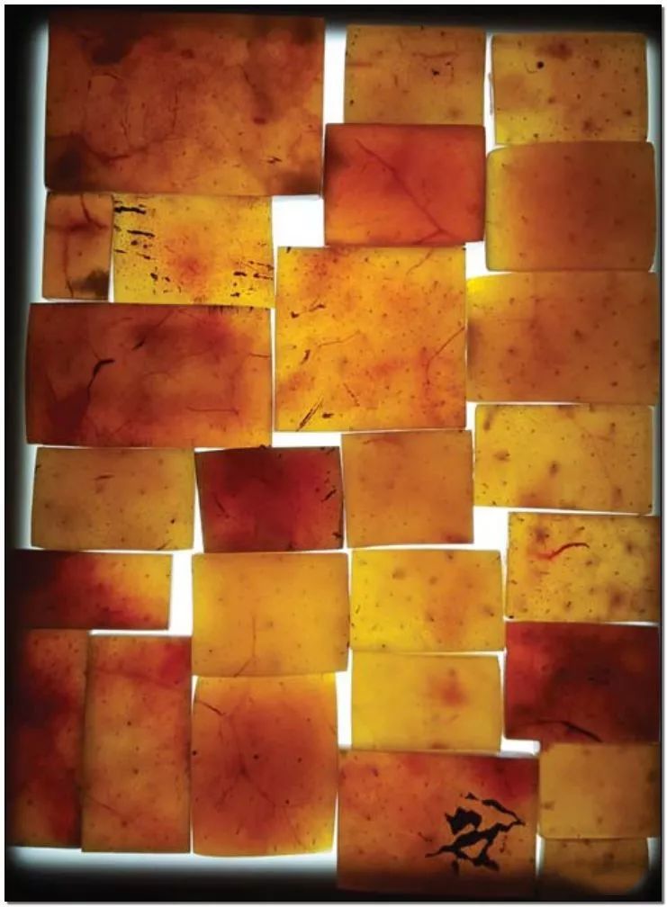 文玩背后的阴暗——鲜血淋漓惨不忍睹！人性居然能恶毒到如此地步