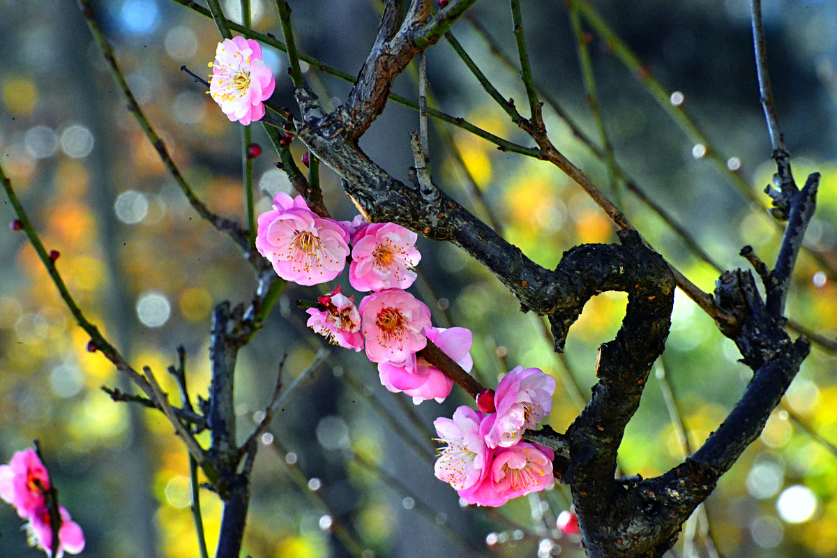 鄢陵腊梅历史,鄢陵的蜡梅