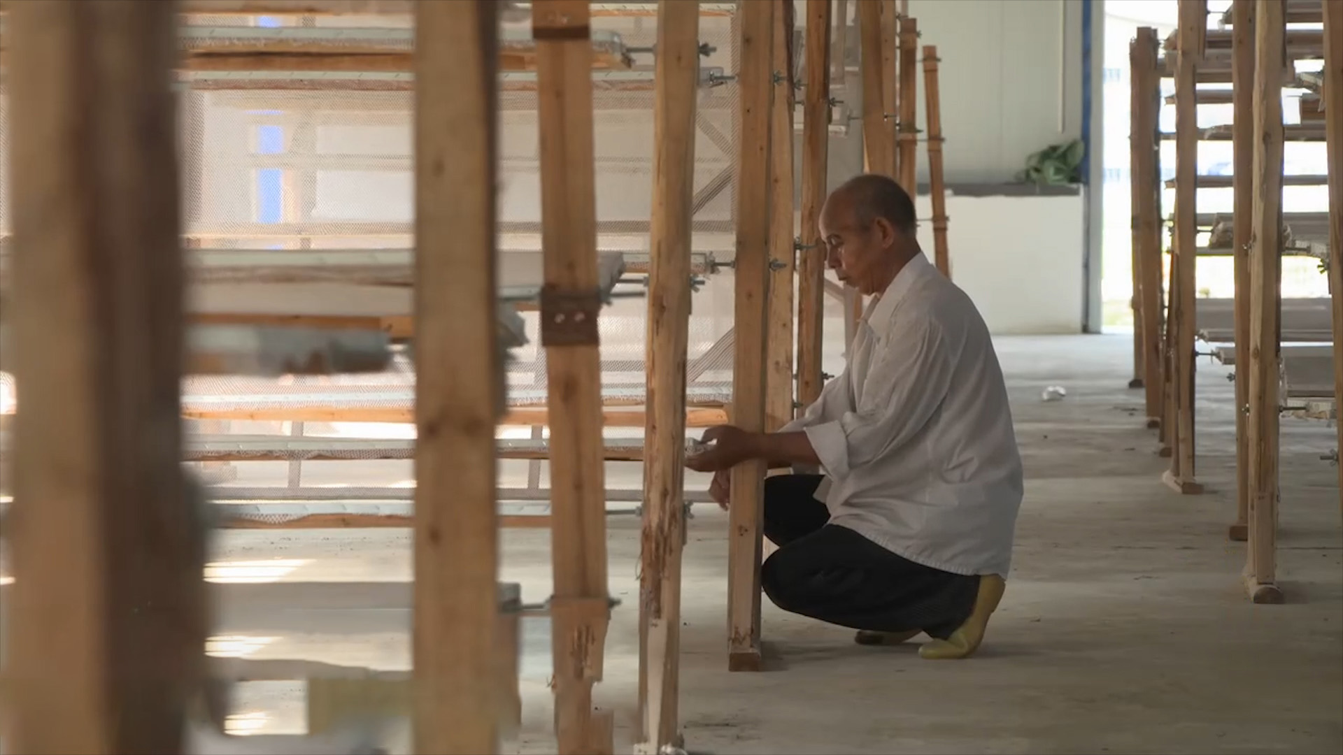 摘桑养蚕赚钱,种桑养蚕致富的成功经验