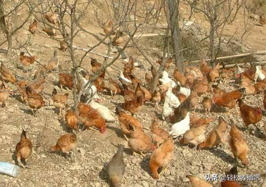 鸡气囊炎怎么治？为什么有的鸡场从不上气囊炎