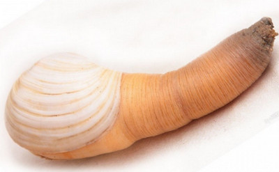 美国大学的十大特点,10个秘密揭露美国大学