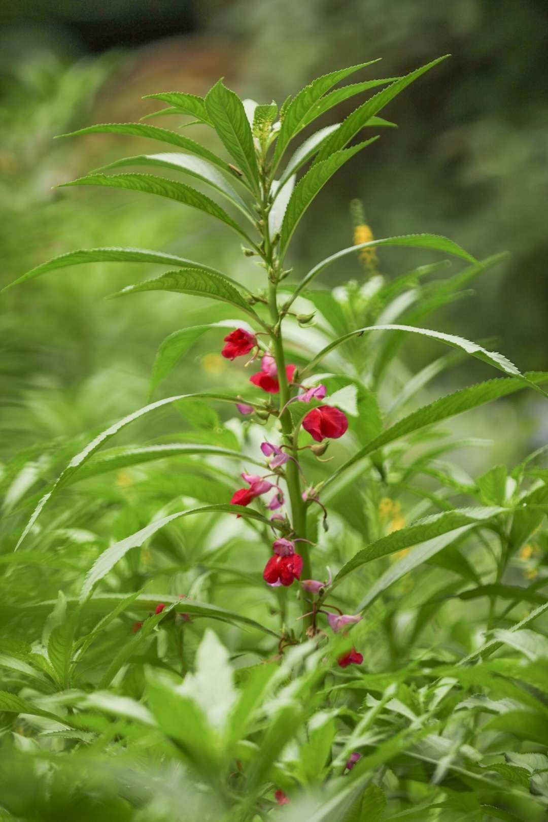 天然凤仙花粉染发剂,指甲花粉染发剂