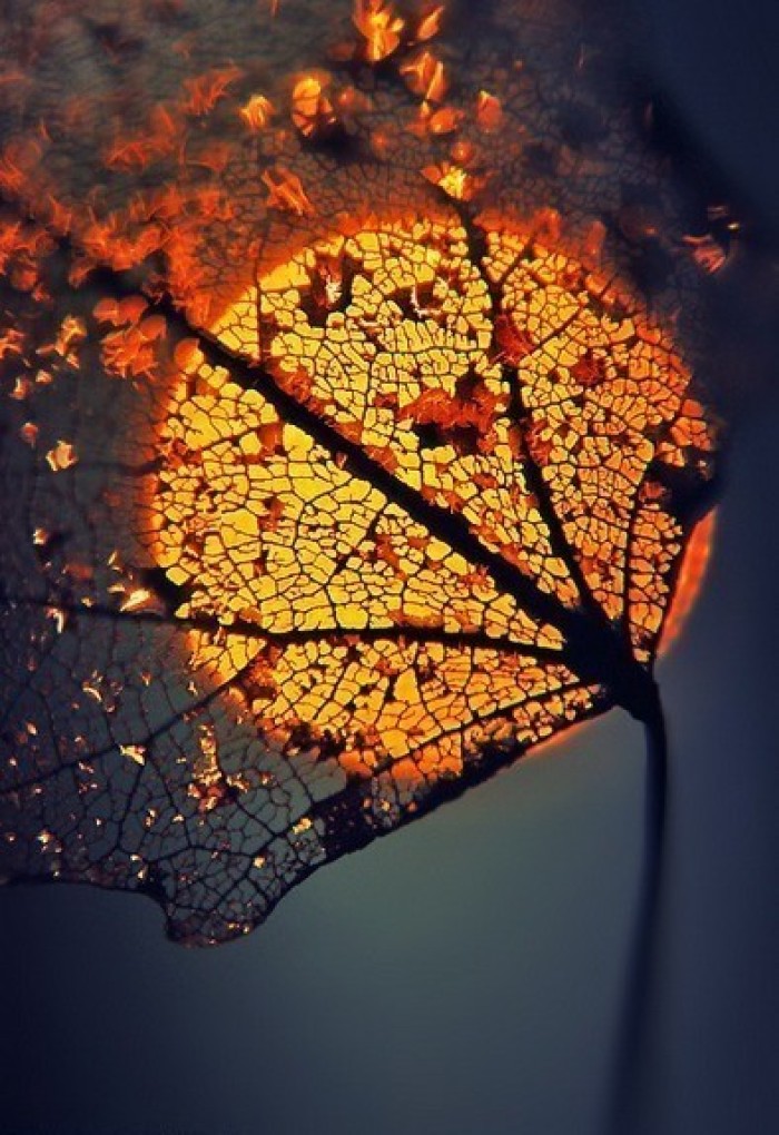 道家和儒家的观点之争,道家的整体观