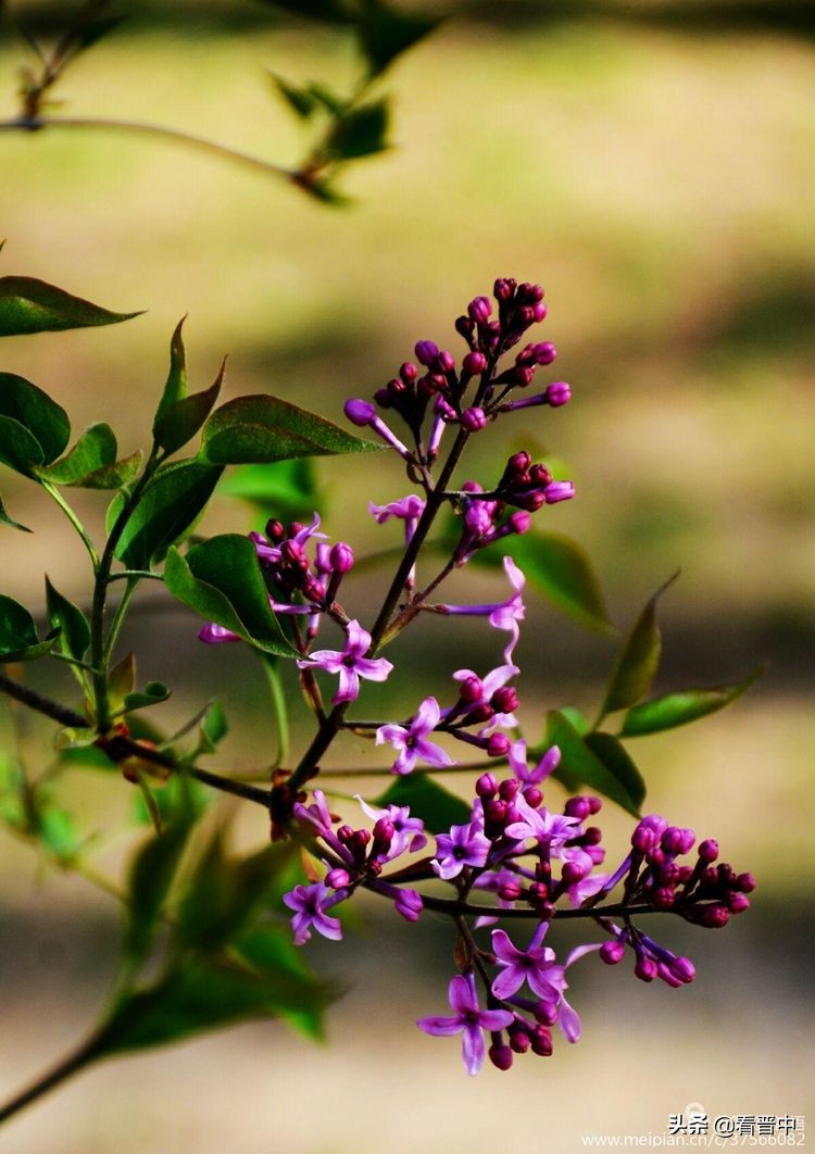 山西农大美丽的校园,山西农大校园风光
