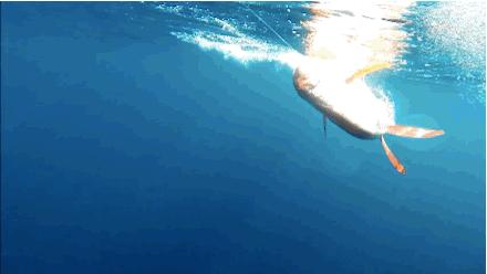 动物冬天为什么不冻脚,动物为什么能抵御寒冷