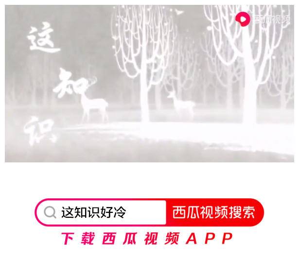 蜜蜂蜇完人留下的刺为什么在动,蜜蜂蜇完人后蜜蜂为什么会死视频