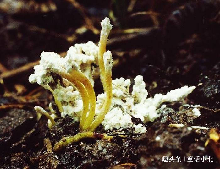 蝉花大山里的原生态野生药材,竹林里的珍稀中草药蝉花