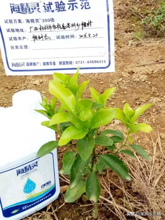 作物的根系好不好，直接决定作物的产量，柑橘尤其如此