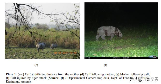 老虎杀犀牛全过程,老虎猎杀犀牛过程