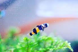 12种温柔的淡水观赏鱼,有意思的淡水鱼观赏鱼