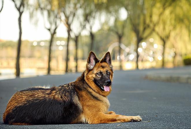 德牧狗拉稀用什么药最快,德牧幼犬拉稀是什么原因