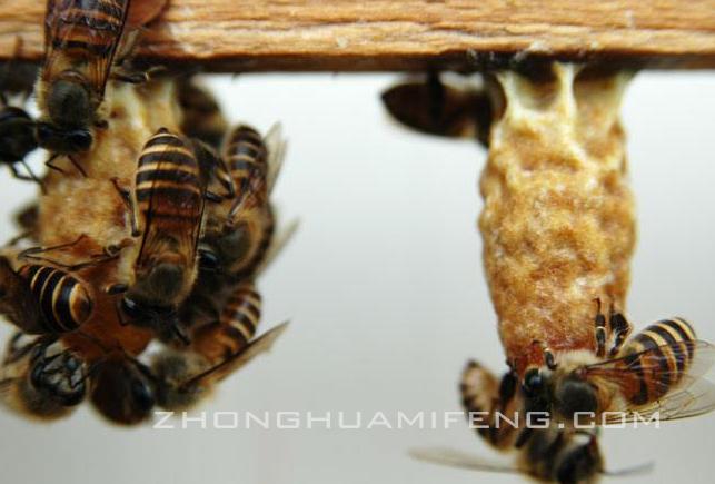 用处女王越冬质疑：闻宏开