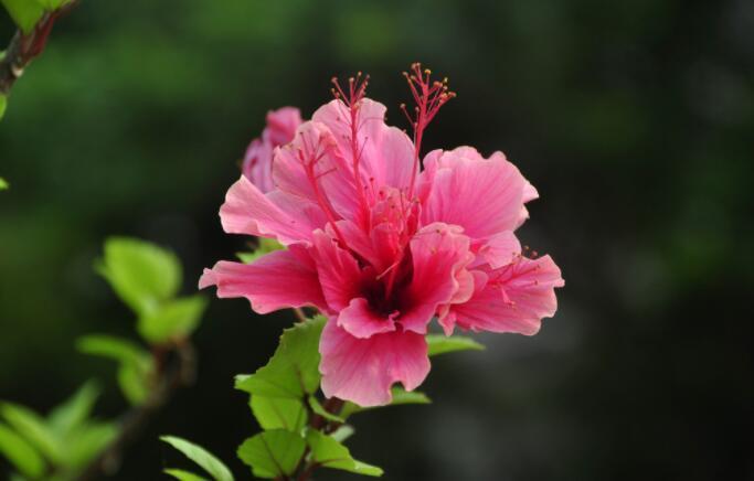 怎样养好扶桑花视频讲解,刚买的扶桑花怎么处理才能养好