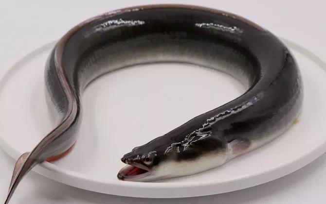 野钓常碰到的鱼有哪些品种,钓鱼必须要知道的四种常见鱼