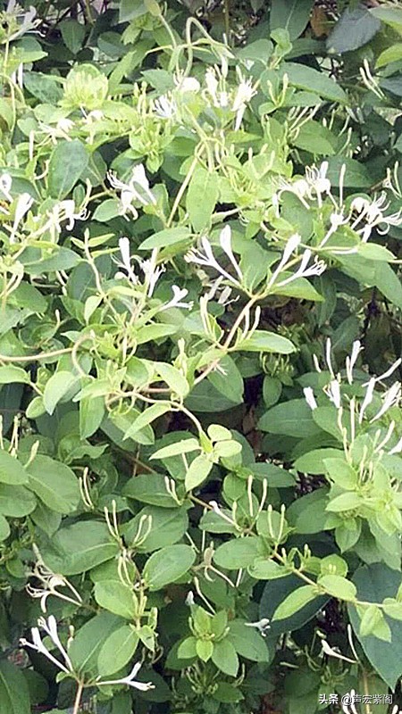 金银花的故事传说,关于中药材金银花的故事简短