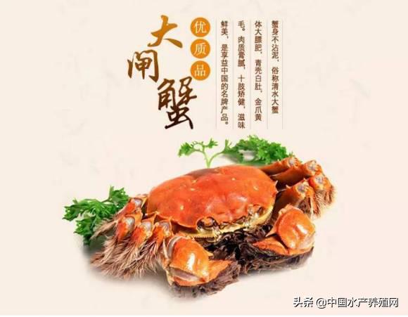 2021年螃蟹养殖一亩地赚多少钱,养殖一亩地母螃蟹的利润