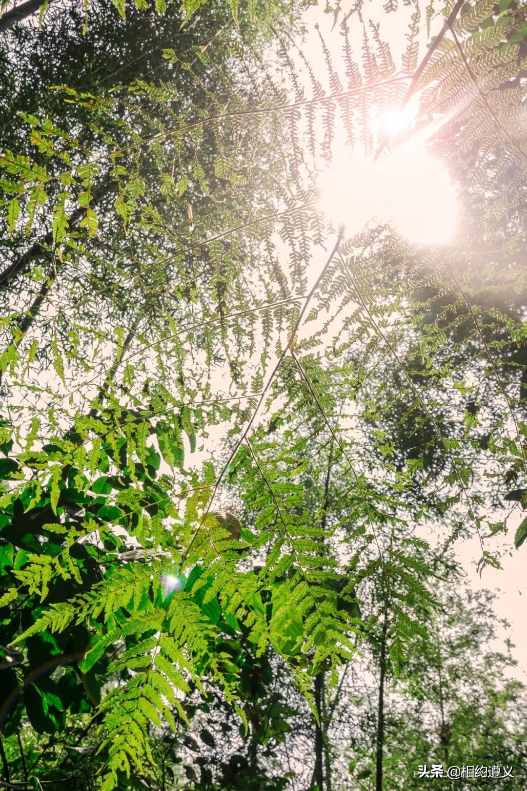 赤水大瀑布 侏罗纪公园 (贵州赤水侏罗纪公园攻略)