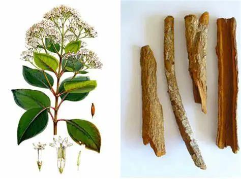 为什么我们这么喜欢喝汽水,我们为什么爱喝茶