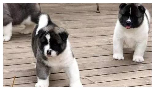 狗狗品种大全及介绍,狗狗品种大全带你走进狗狗的世界