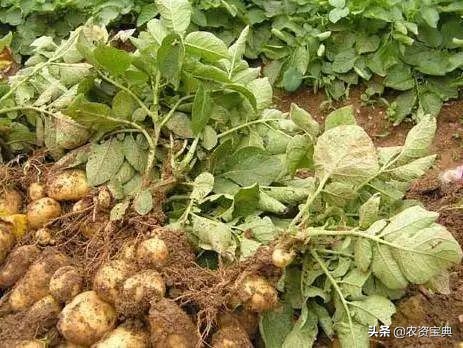 万能调节剂磷酸二氢钾,磷酸二氢钾和调节剂配比