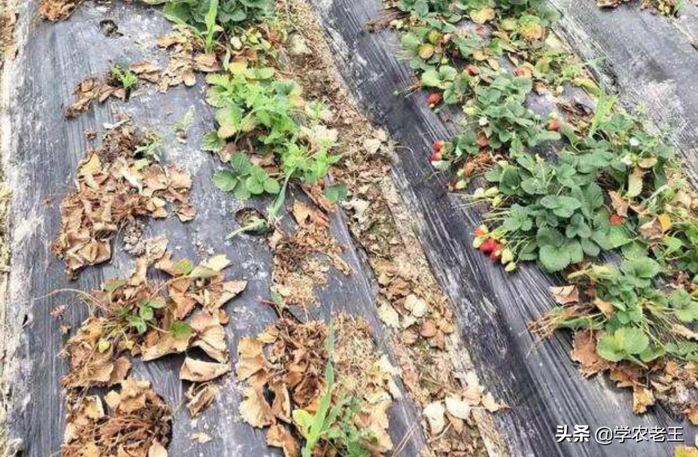 草莓黄萎病最好的特效药,逆生六号能治草莓黄萎病吗