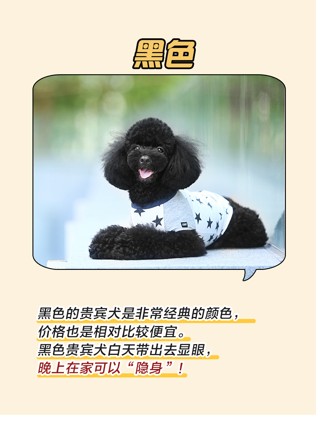 香槟色标准型贵宾犬分几种颜色,灰贵宾犬颜色变化过程