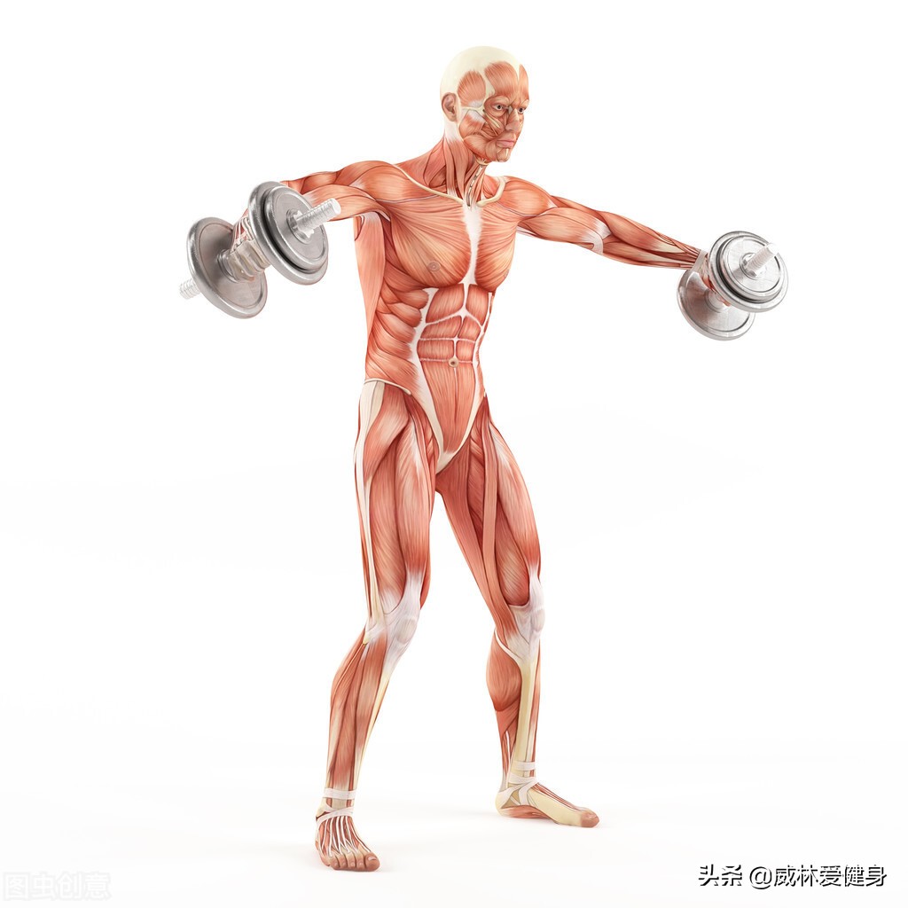 肌肉量超高怎么减,关于肌肉力量增加常识