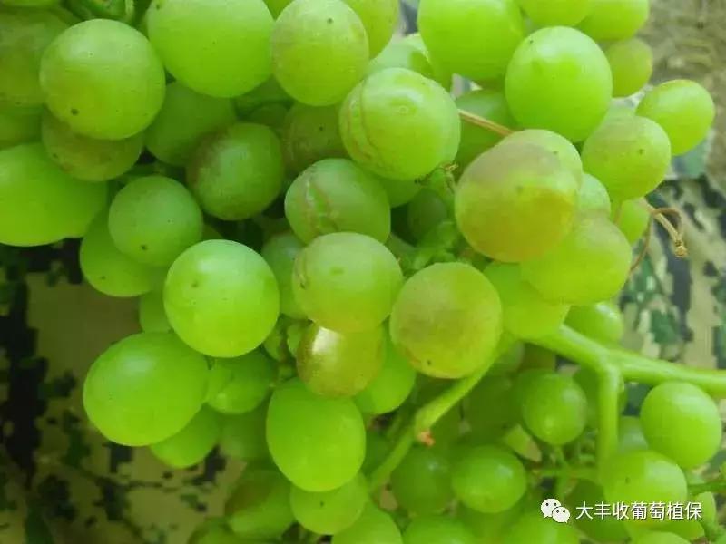葡萄长锈斑怎么回事,怎样才能防止葡萄烂果