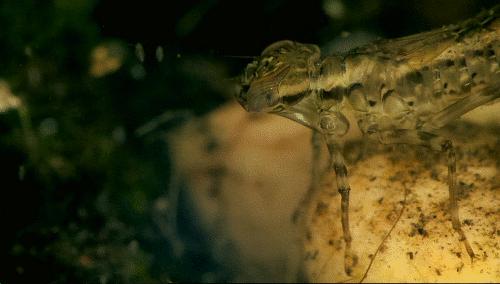 夏天捕捉蜻蜓,夏天捉飞虫