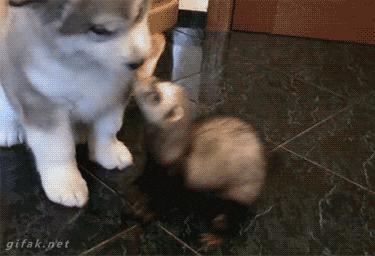 哈士奇突然前腿肿了,哈士奇幼犬腮帮子肿是怎么回事