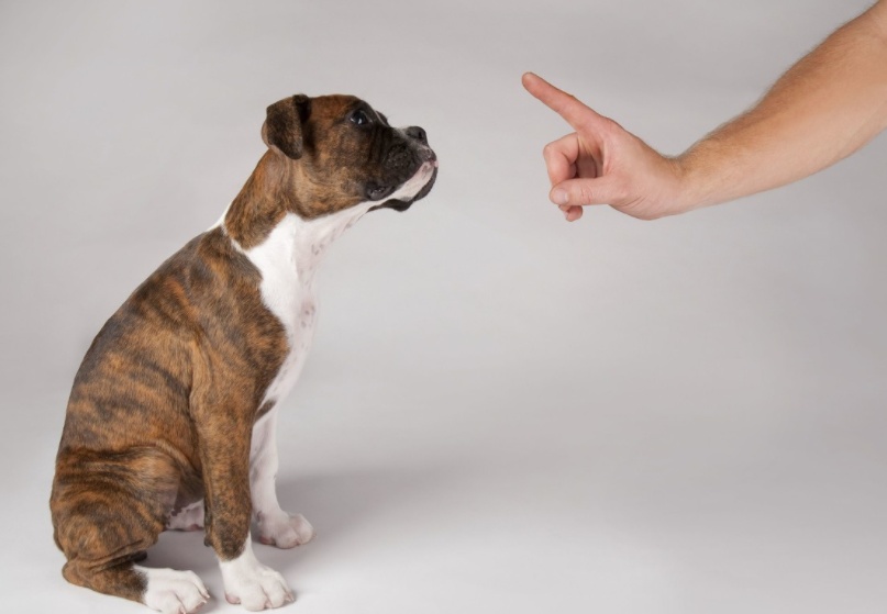 狗狗误食的症状多久出现,狗狗误食了不能吃的东西怎么办