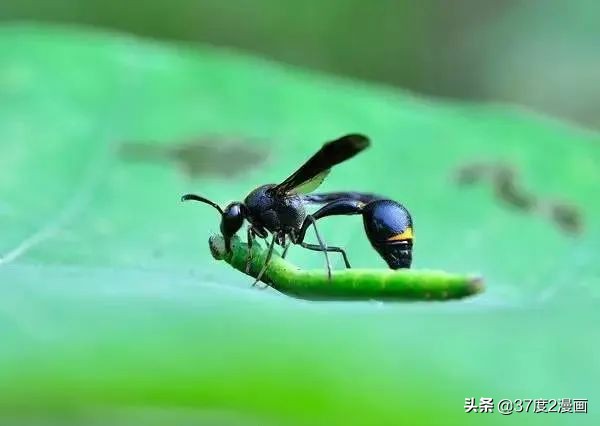 文言文中家禽的意思,古文中的家禽是什么意思