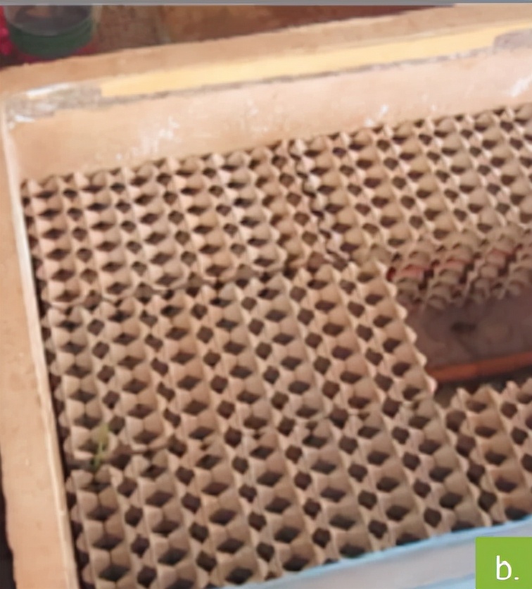 食用蟋蟀养殖赚钱吗农村,食用蟋蟀养殖