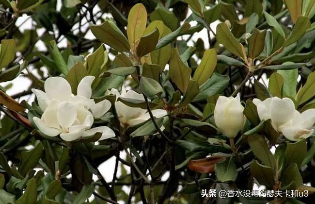 宝格丽香水都有哪些款,宝格丽香水哪一款最受欢迎