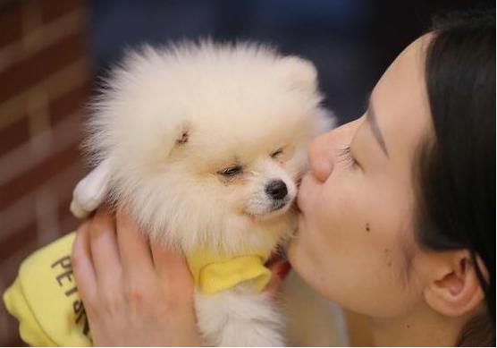 博美犬老了有什么特征,博美犬的特性和特点