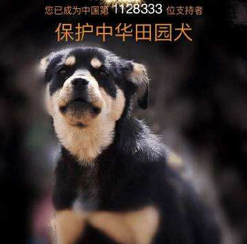 带你认识中华田园犬之五红犬,常见的中华田园犬有哪些