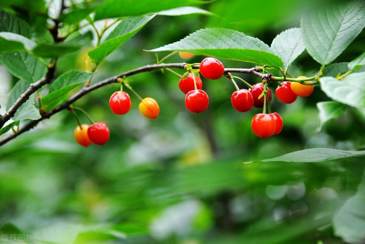 中国樱桃产业现状,中国樱桃发展趋势