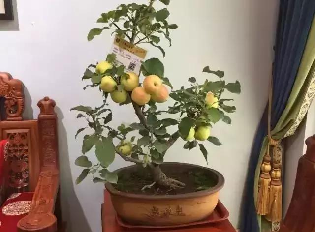 果树盆景快速成型的4个方法,果树盆景初学